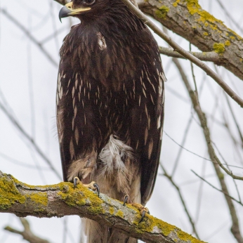 Migrația de toamnă
